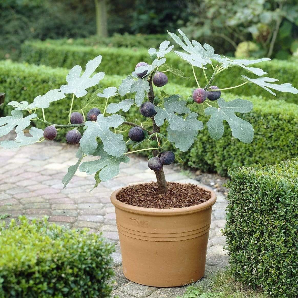 Turkey Fig Live Plant Sapling