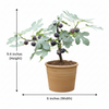 Turkey Fig Live Plant Sapling