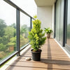 Golden Cypress Live Plant Sapling